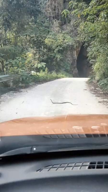 今天同一条路遇见两条蛇拦路;福兮祸兮是福不是祸,是祸躲不过!