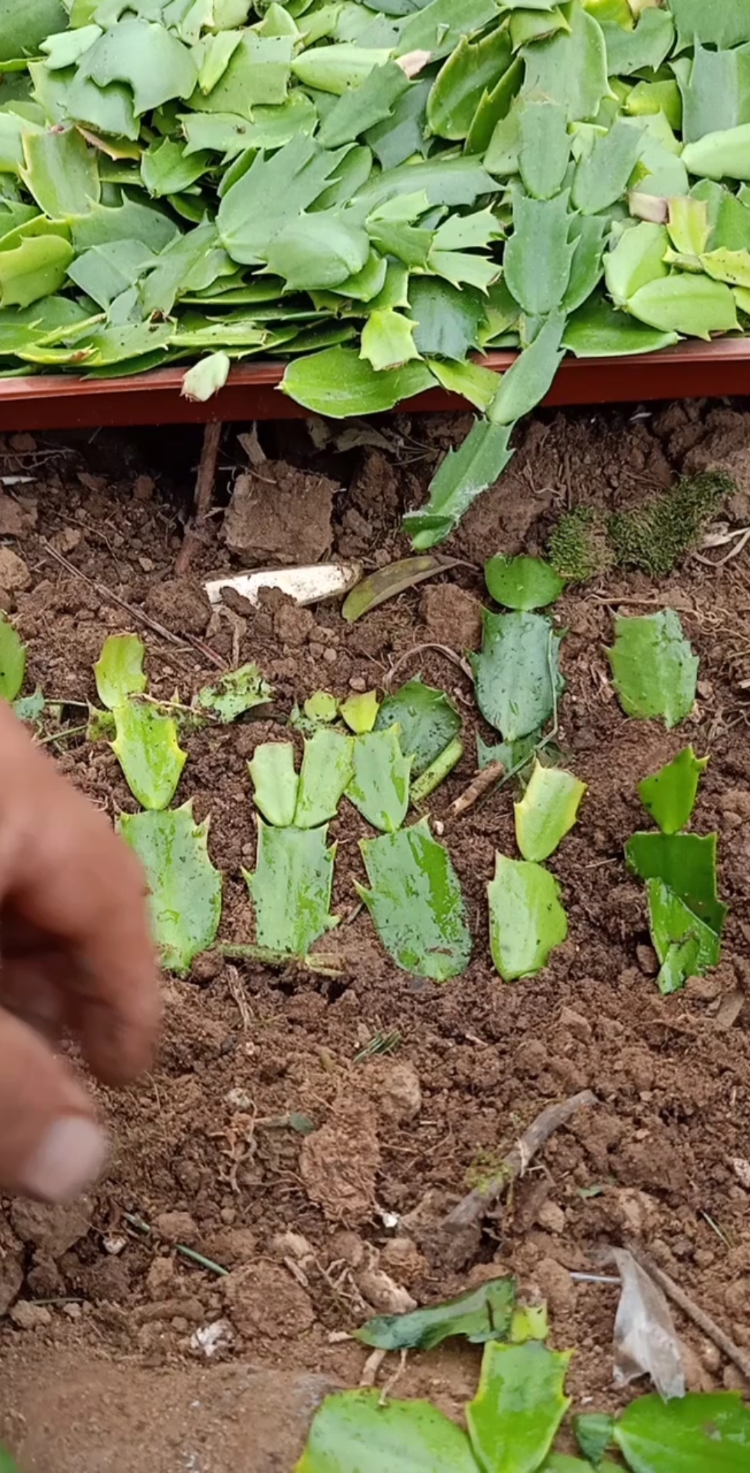 最潮劳动者#蟹爪兰这样扦插四季开花不断,你学会了吗?