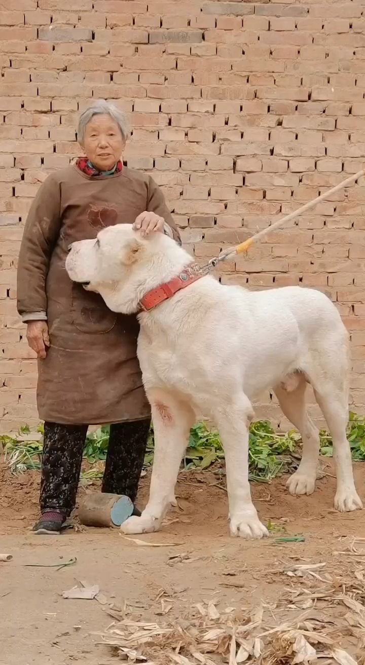 听说这种狗能单条10条狼,中亚牧羊犬