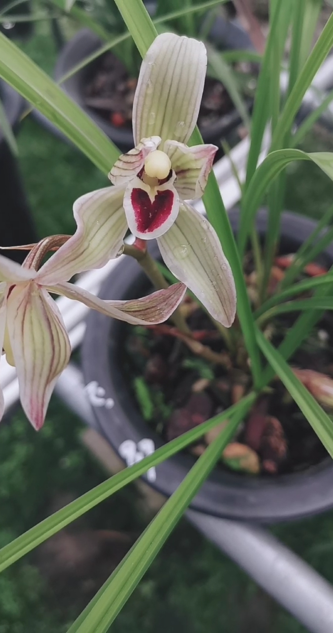 莲瓣兰——心心相印