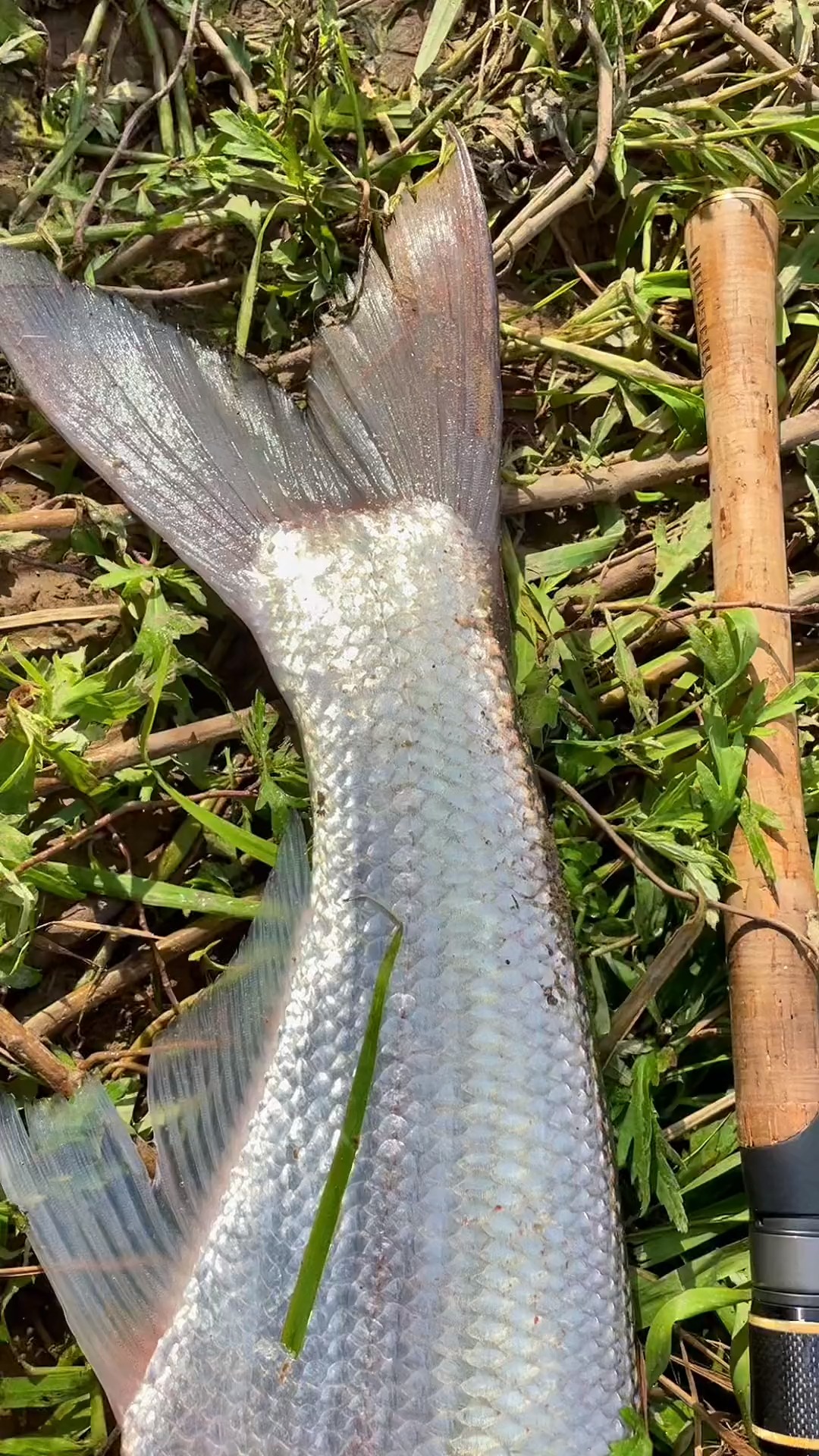 钓鱼#米级白条出水#路亚 #钓鱼 #翘嘴