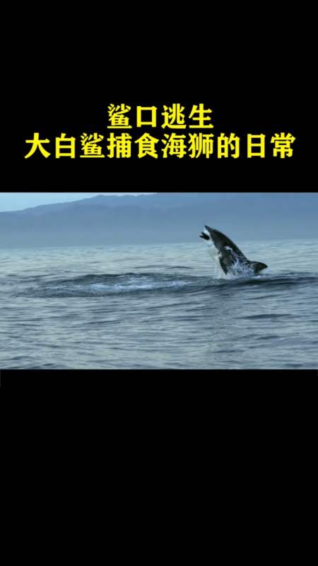鲨口逃生,大白鲨捕食海狮的日常