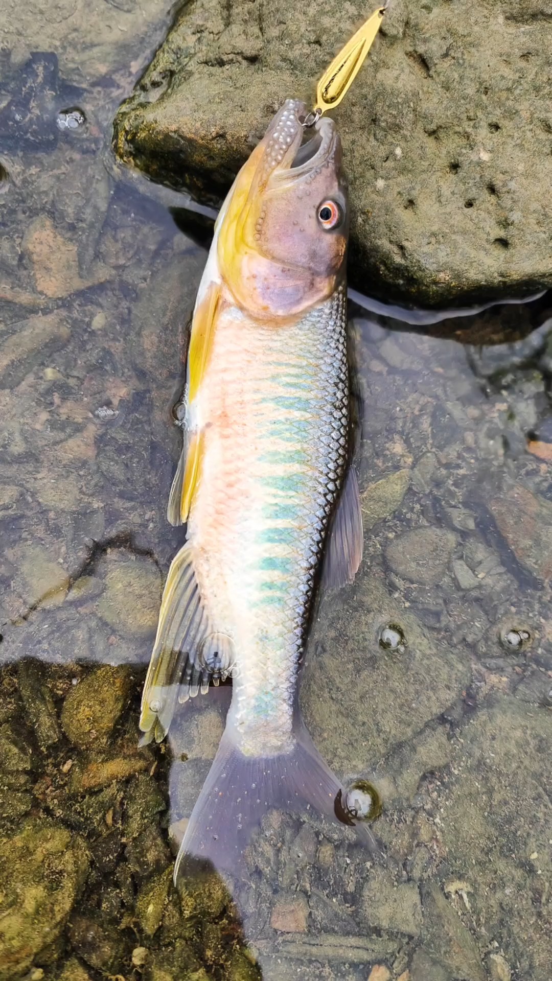 秋天,收割的季节.#马口小仙 #路亚马口 #微物路亚 #马口鱼-度小视