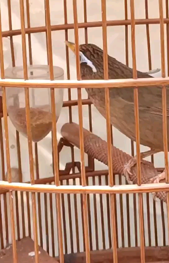 提性强膘气足收身毛色光泽亮丽黄嘴黄脚画眉鸟吃出来的状态