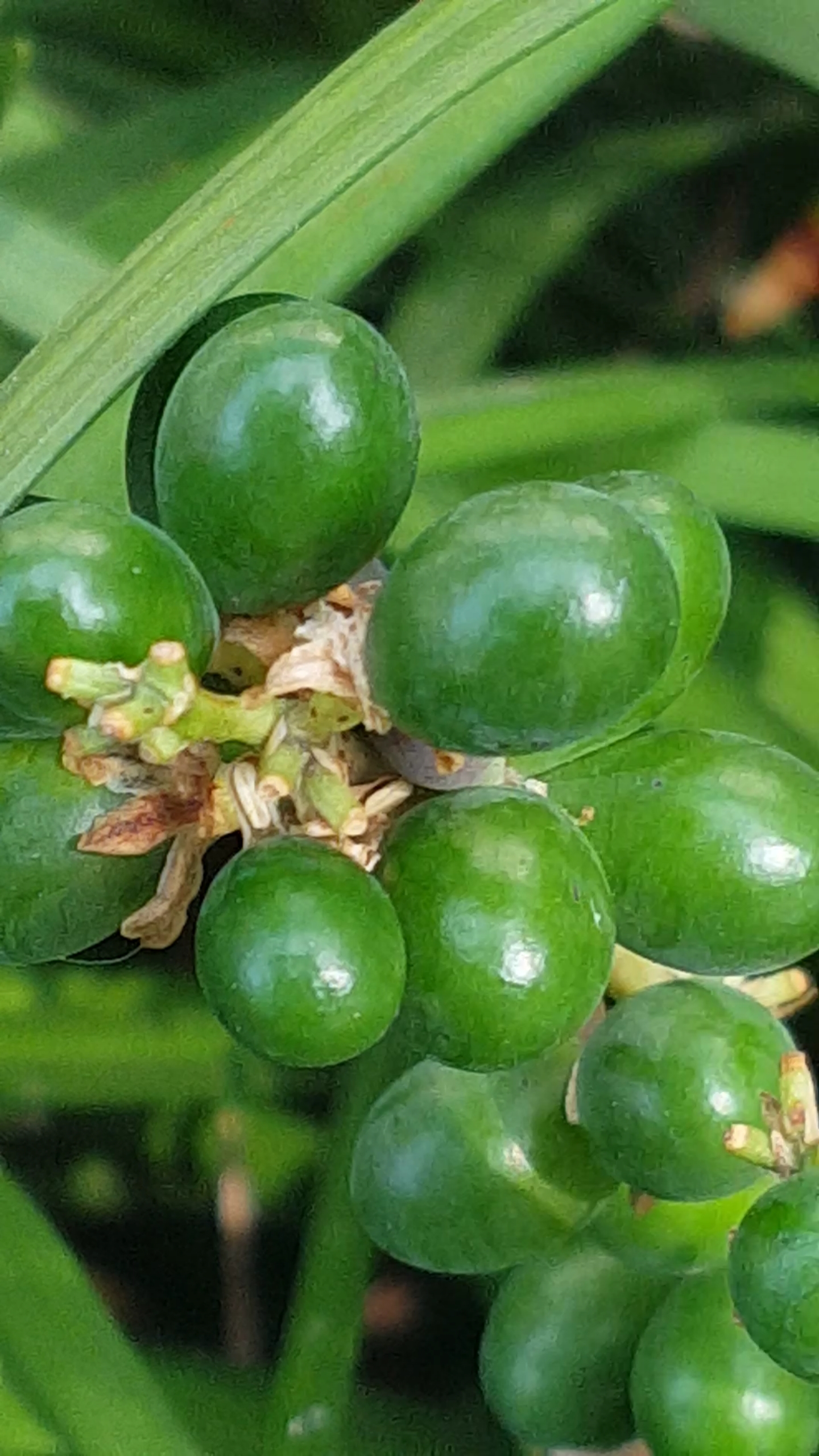 美丽的绿珍珠果子