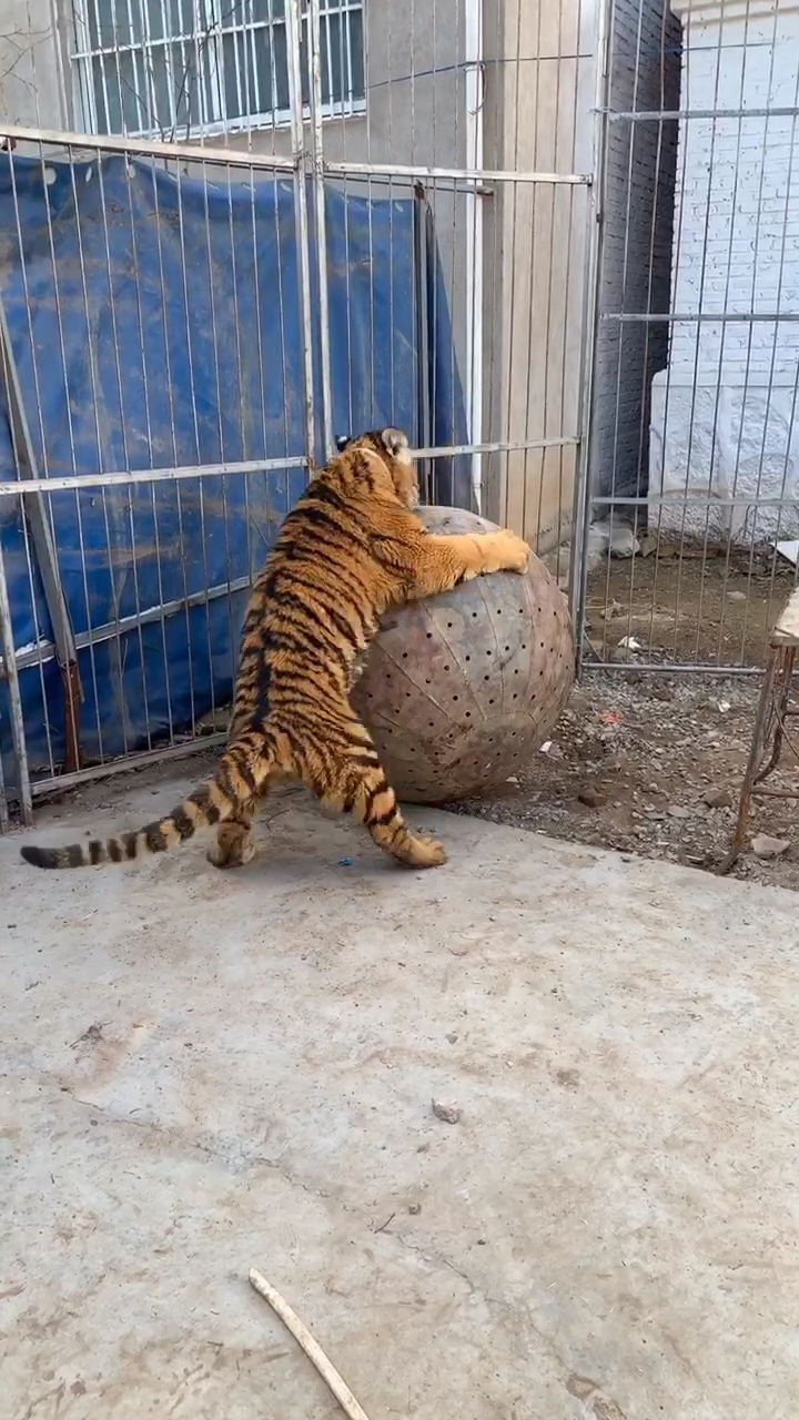 老虎玩大球最喜欢了