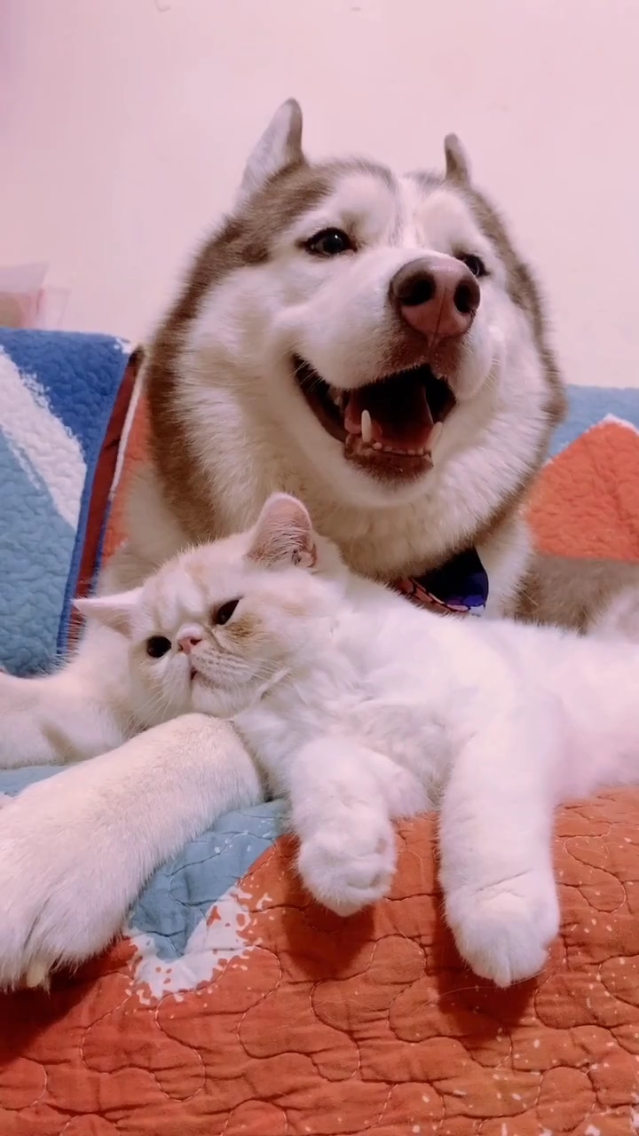 二哈和猫咪才是真爱,要老婆干嘛!