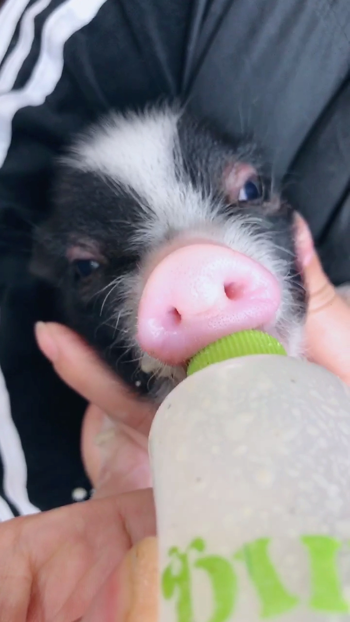 我家萌宠成精了#如果你的女朋友喜欢喝奶茶,给她看