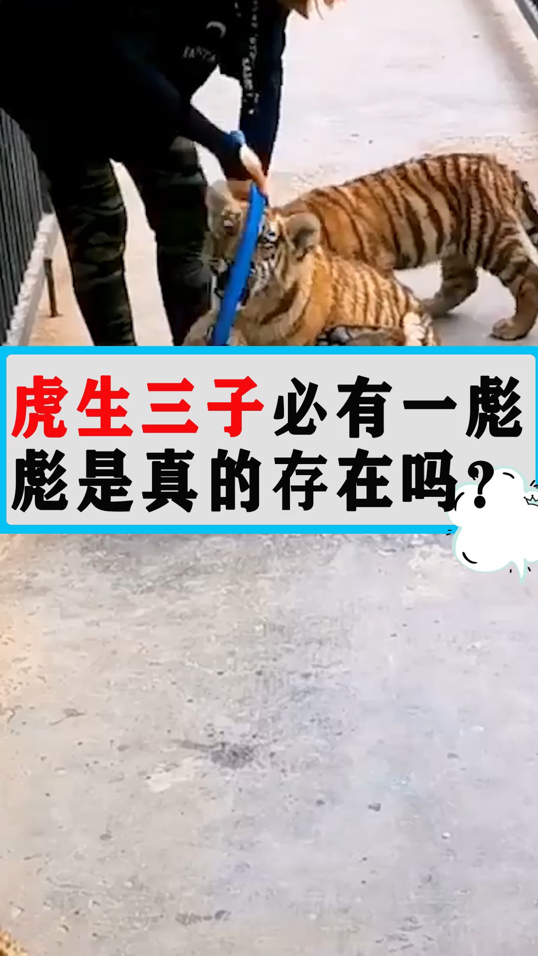 虎生三子必有一彪,彪是真的存在吗?
