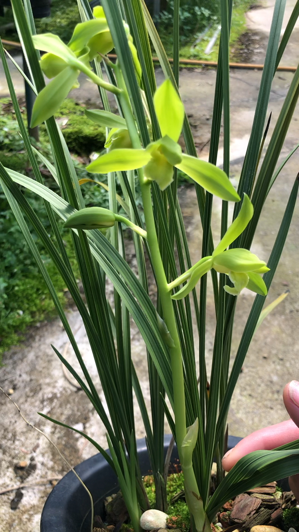 兰花#蕙兰金奥素:传统名品,浓香一杆多朵花,花期长-度小视