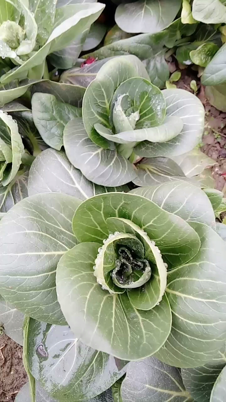这个菜见过吗?这是乌油菜,大多数可能喜欢!