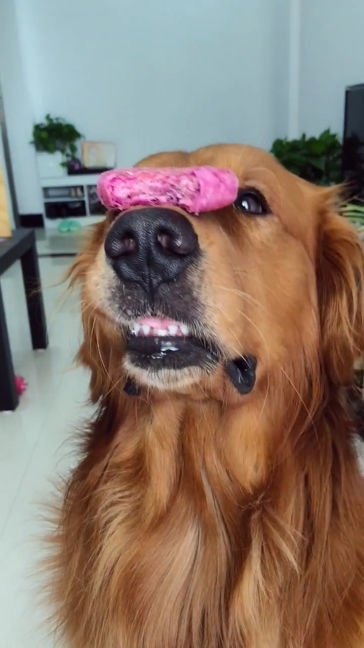 牙缝太大吃点东西漏的满地都是