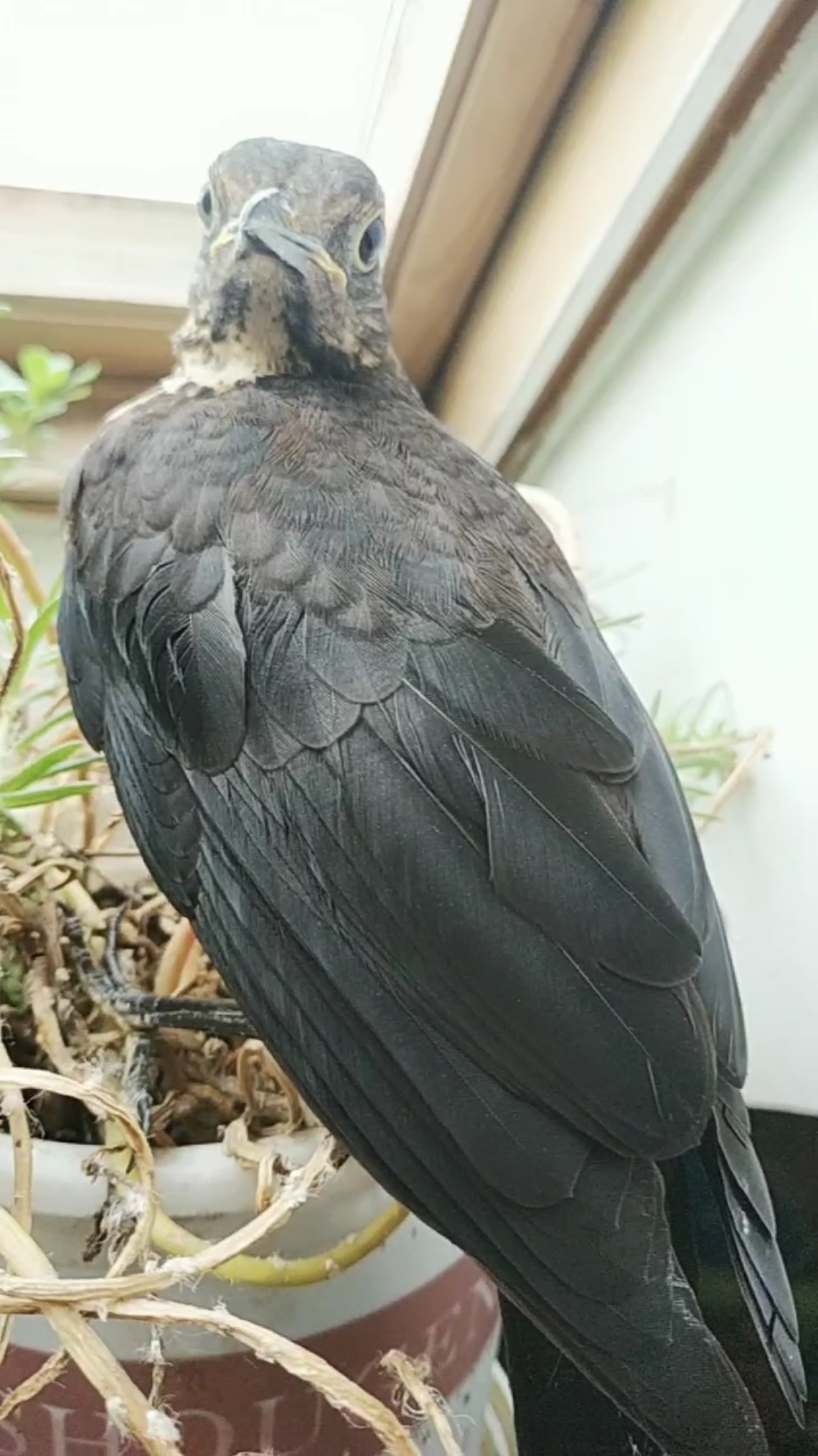 全民特效师乌鸫为何要压口百舌是学口鸟压口叫的更好