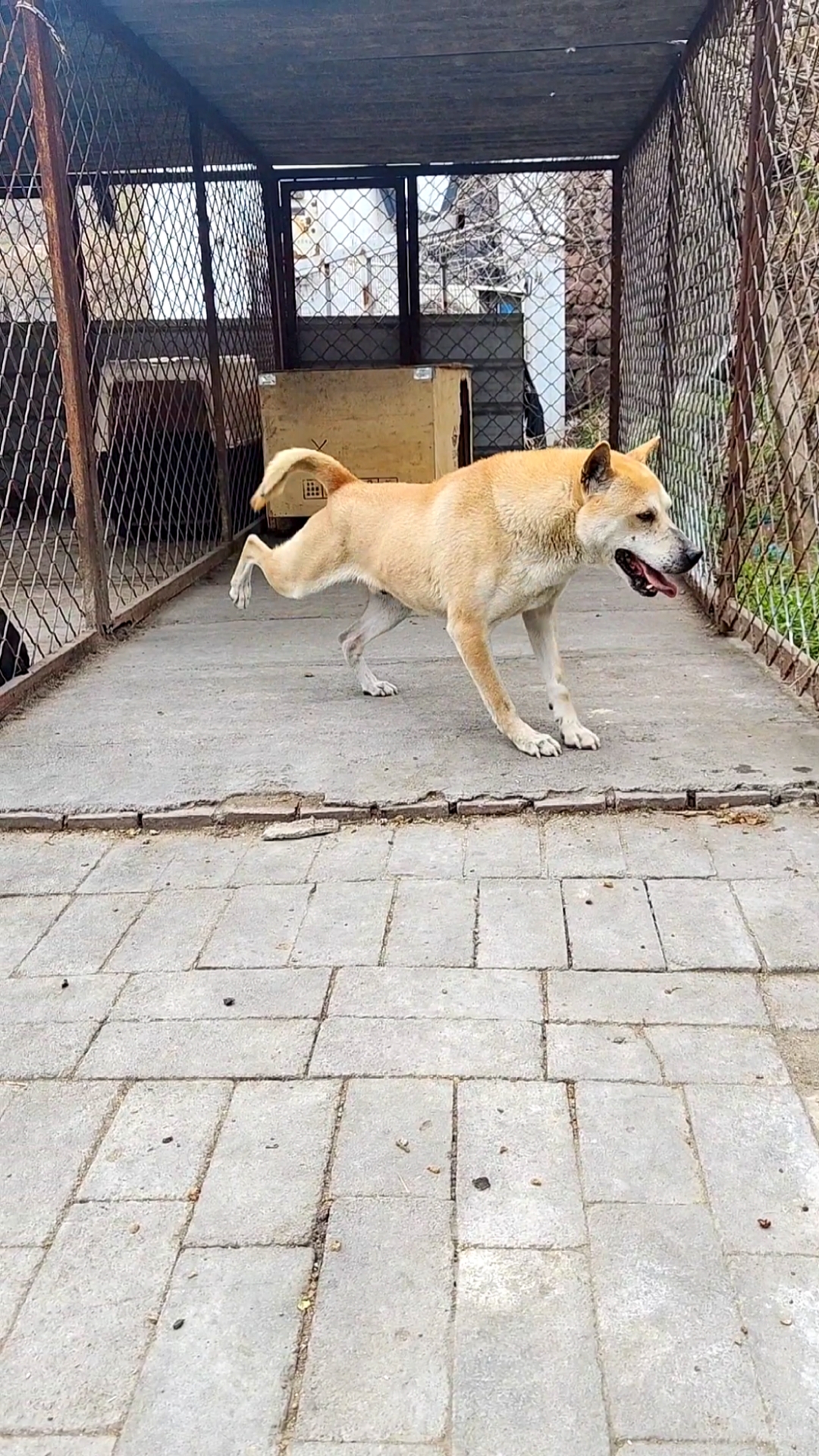 广西土猎犬我们犬舍的土猎老大小黄豆每一个动作都展现着强烈的自信