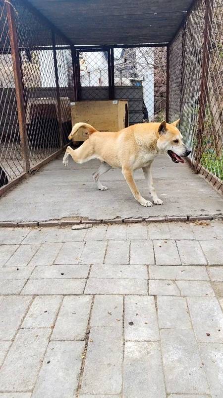 廣西土獵犬我們犬舍的土獵老大小黃豆每一個動作都展現著強烈的自信