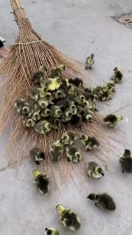 搞笑段子这是家养的鹌鹑没想到小时候这么可爱真是太萌了