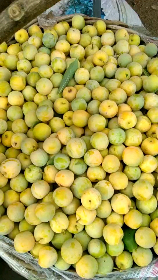 东北小绥河李子