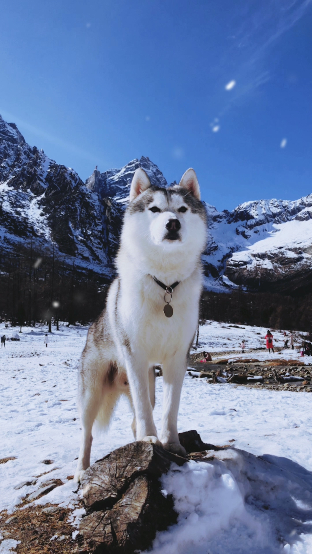 哈士奇#赛级哈士奇的颜值 真的逆天了