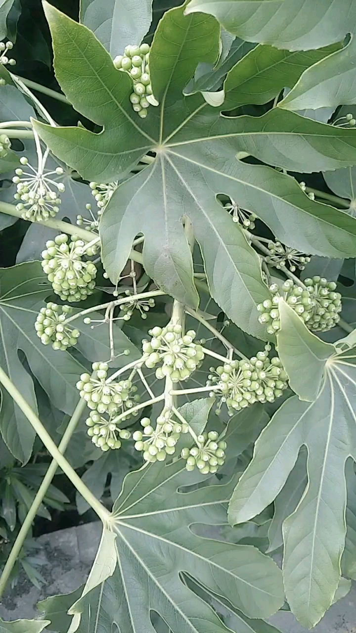 八角金葵之果或花?