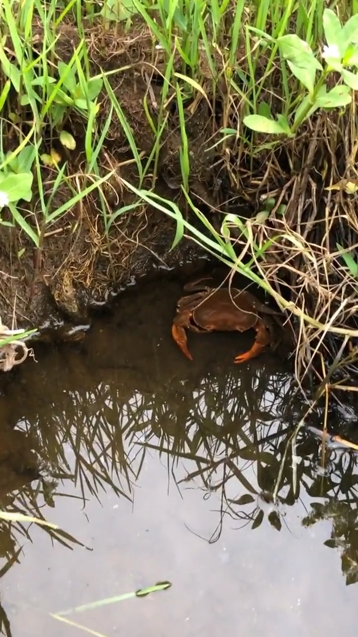 山间小溪好多螃蟹