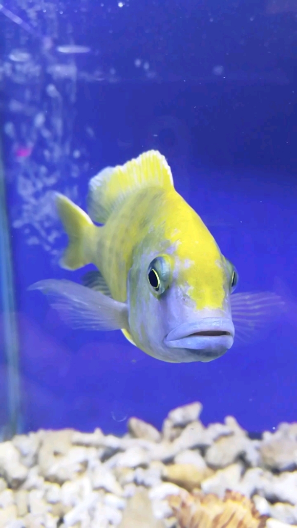 三湖慈鲷之维纳斯鱼欣赏!