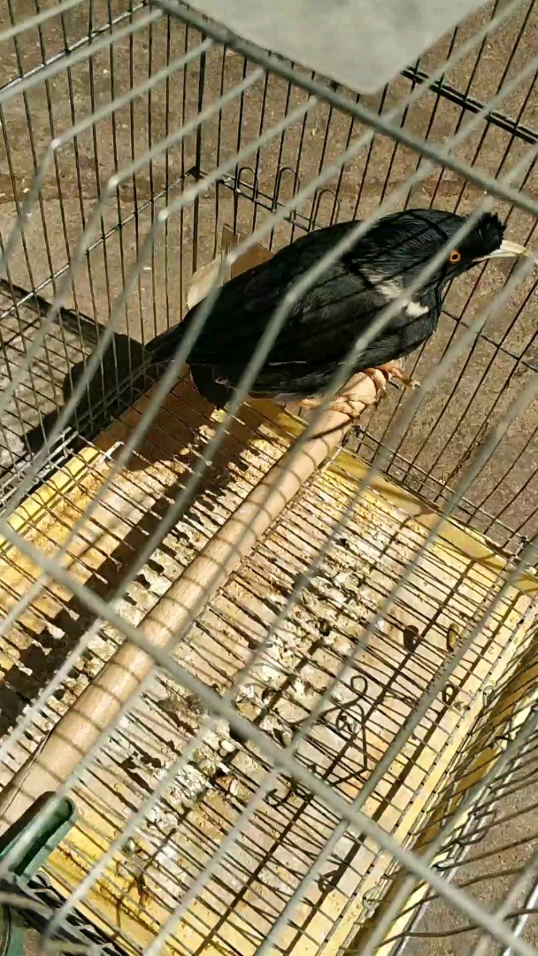 全民小剧场#零距离看看五白八哥,放路边晒太阳收惊吓了,能看清就好