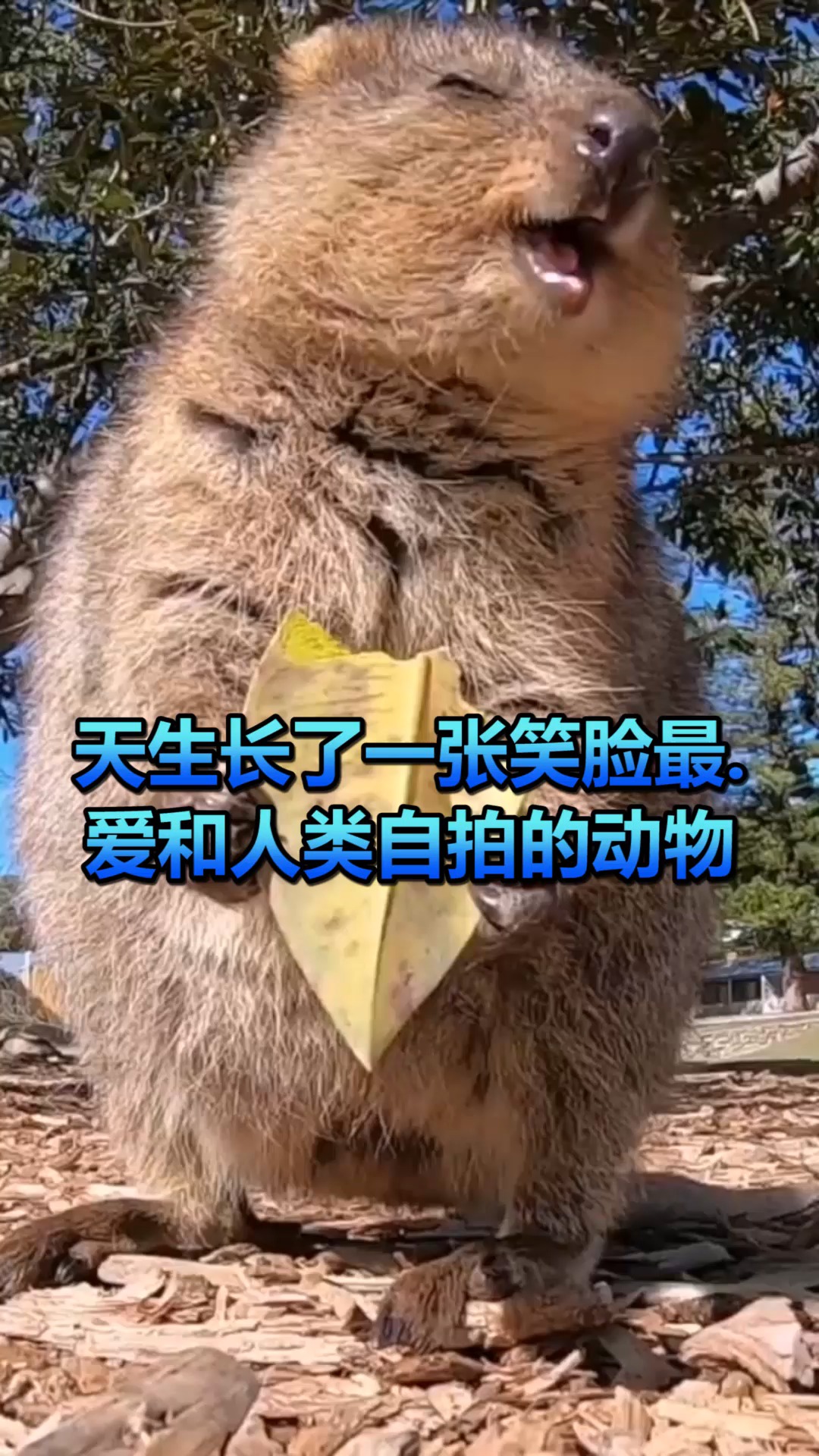 奇闻趣事抢先看#天生长了一张笑脸,最爱和人类自拍的动物,就是不值览