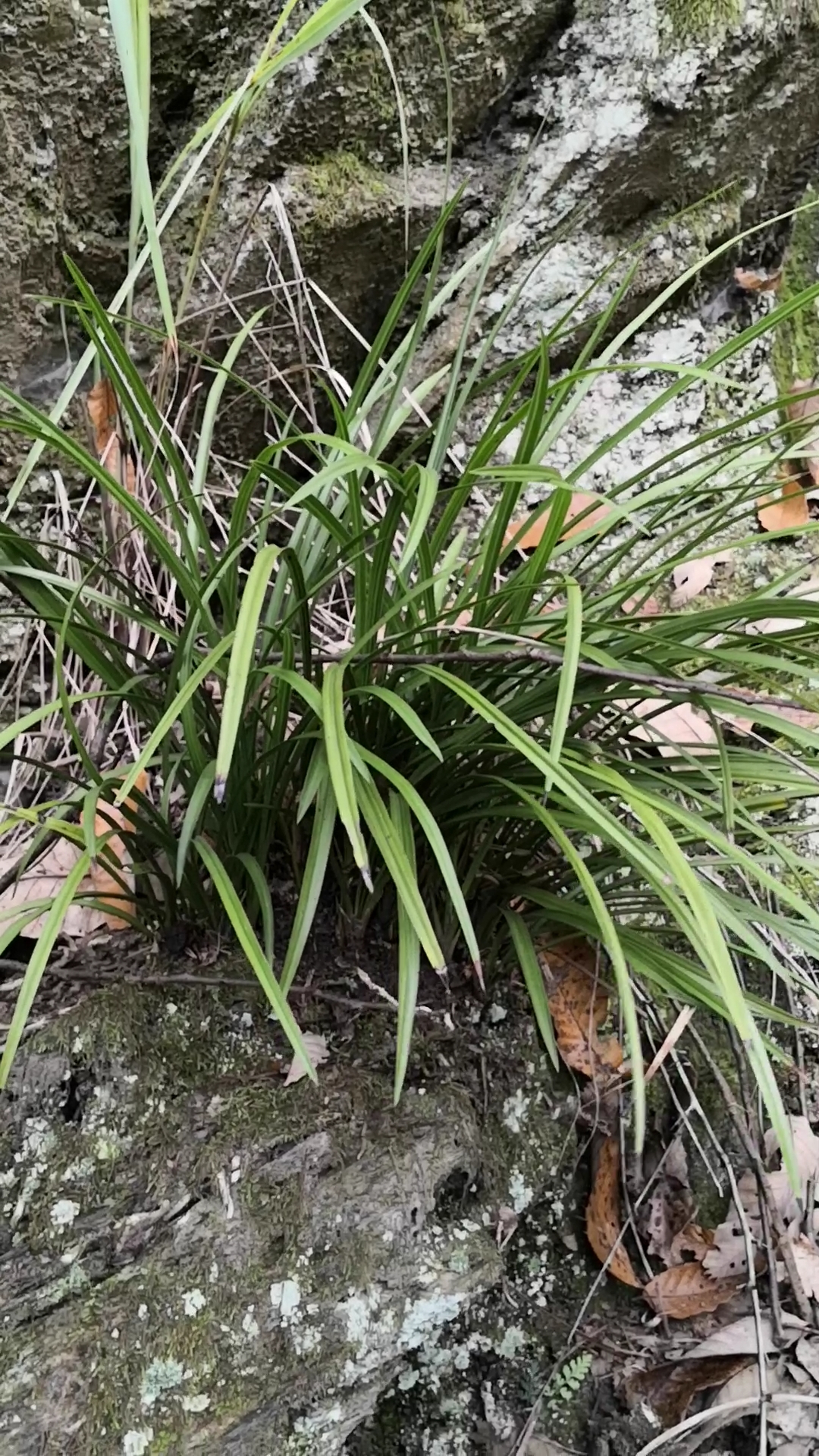 你喜欢的样子我都有#我家兰花就种山上的