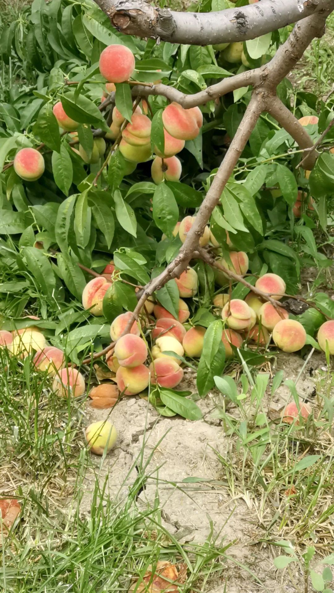 音为有你#纯天然野生桃 把树压弯腰了