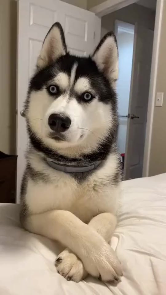 搞笑段子#瞧瞧二哈这充满智慧的眼神,手交叉的样子好可爱,要是不二