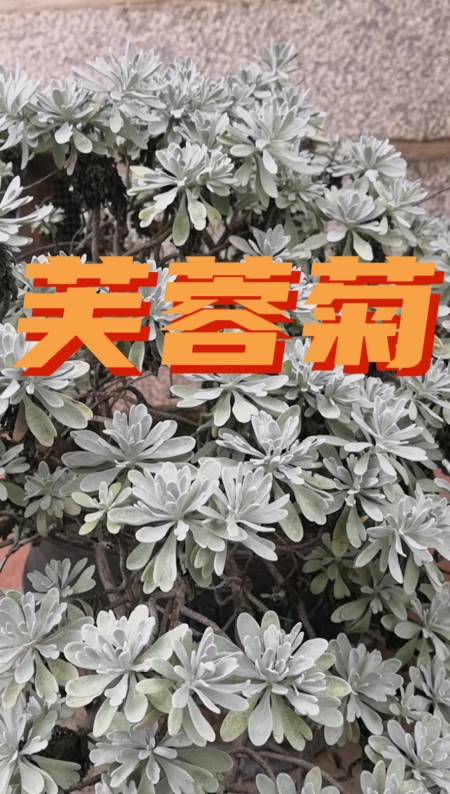 过去是海岸线的一道风景线,现在是少得可怜,海芙蓉.