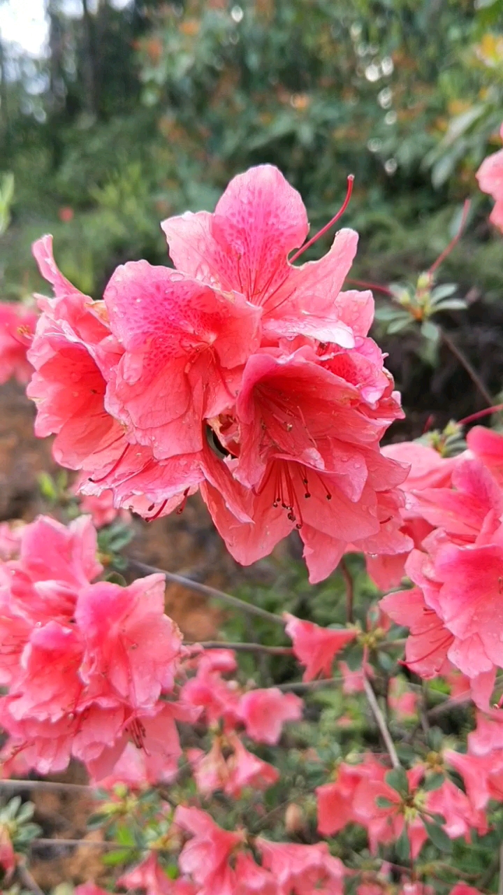 万紫千红杜鹃花