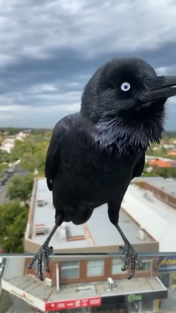 近距离拍摄乌鸦,长得太可爱了,谁说它不吉利的