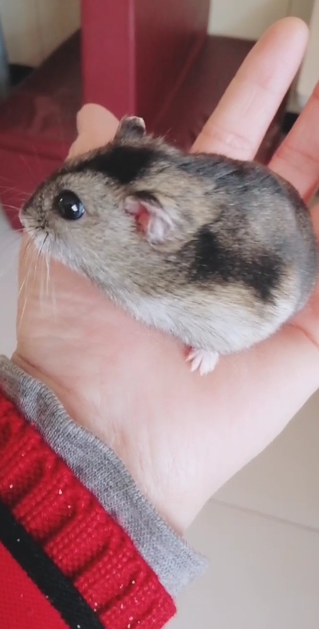 仓鼠#胖嘟嘟小可爱