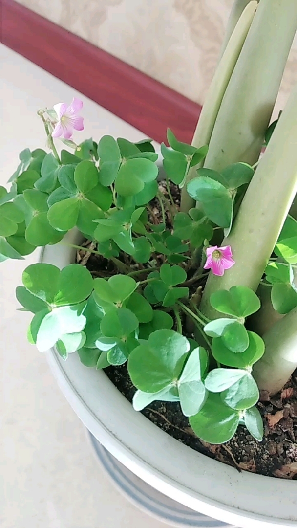 幸运草开花啦,能看见它真的很幸运!