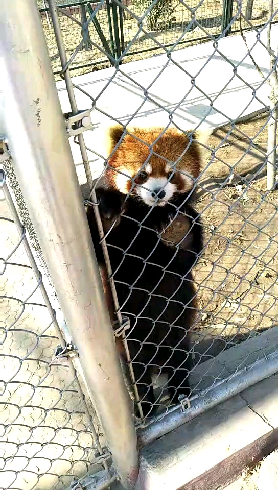 可爱的小浣熊宝宝