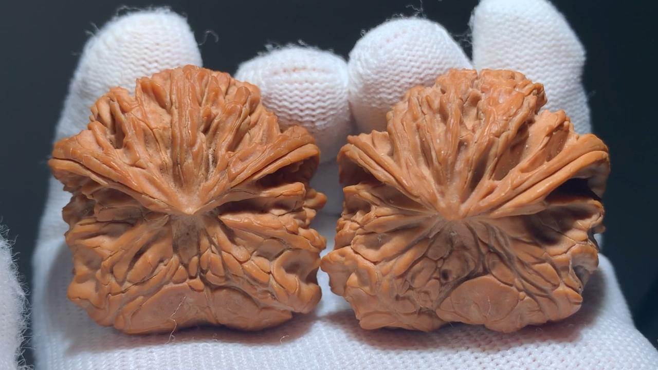 文玩核桃,苹果圆蛇头,绝配!皮质特别棒.