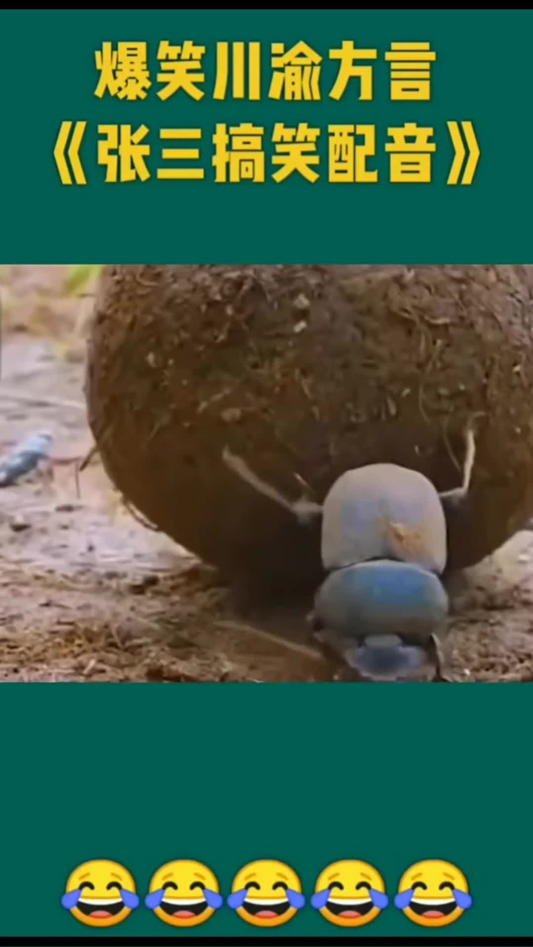 屎壳郎:我们不生产屎,我们是大自然的搬运工,感谢大自然的馈赠!