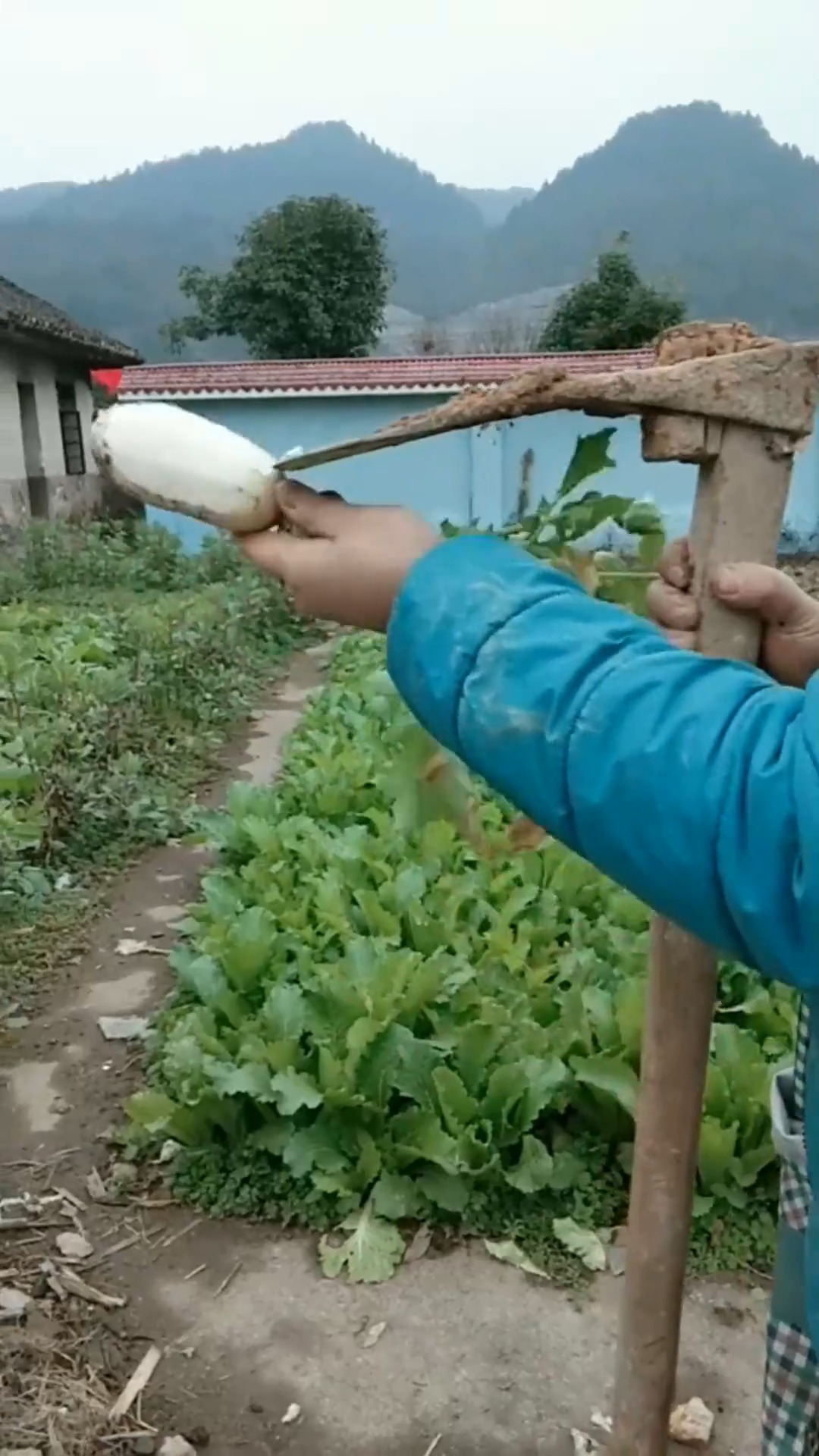 明星娱乐#老妈用锄头削萝卜,太霸气了,一般人做不到!