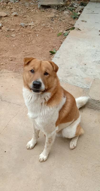 狗#中华田园犬的智慧是个迷!
