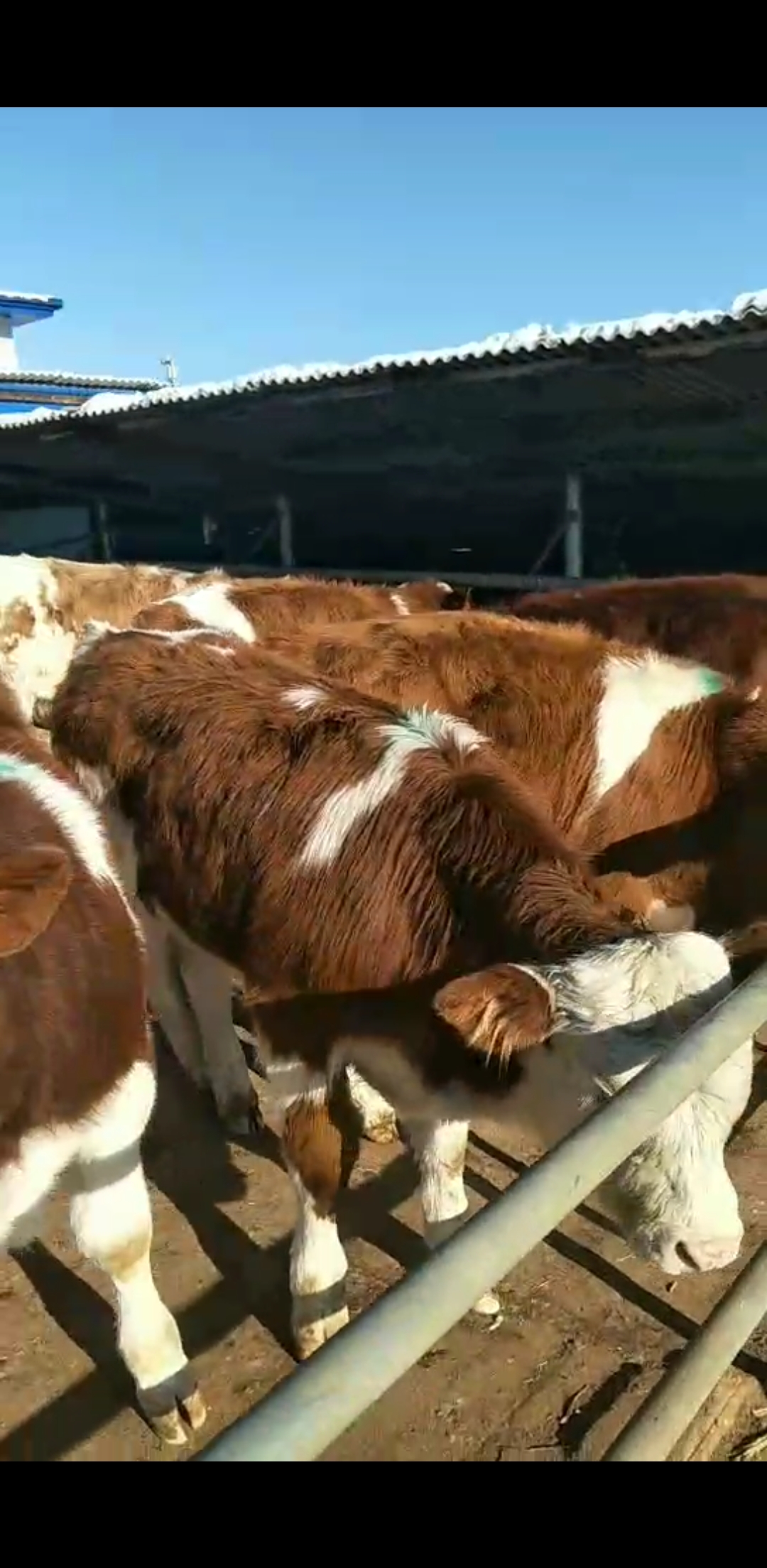 西门塔尔四代育肥小公牛