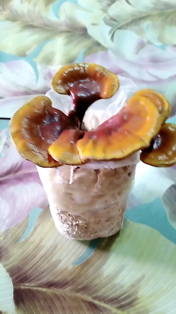人工培养的灵芝