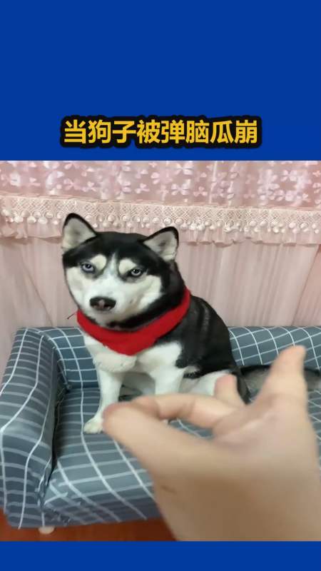 我要上热门#弹哈士奇一个脑瓜崩会怎么样?随时开启拆家模式!