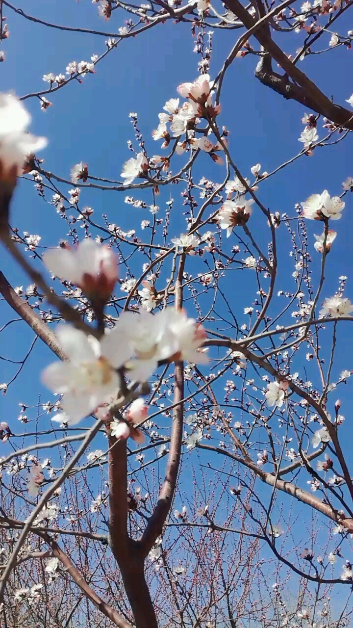 风吹桃花朵朵开