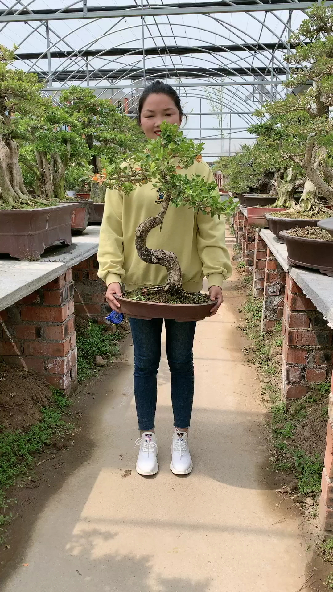 童子功打弯的瓜子黄杨