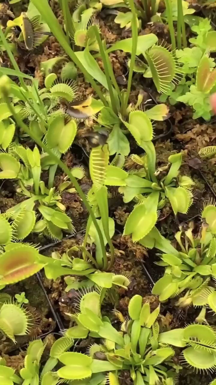 我要上热门#食人草吞噬苍蝇