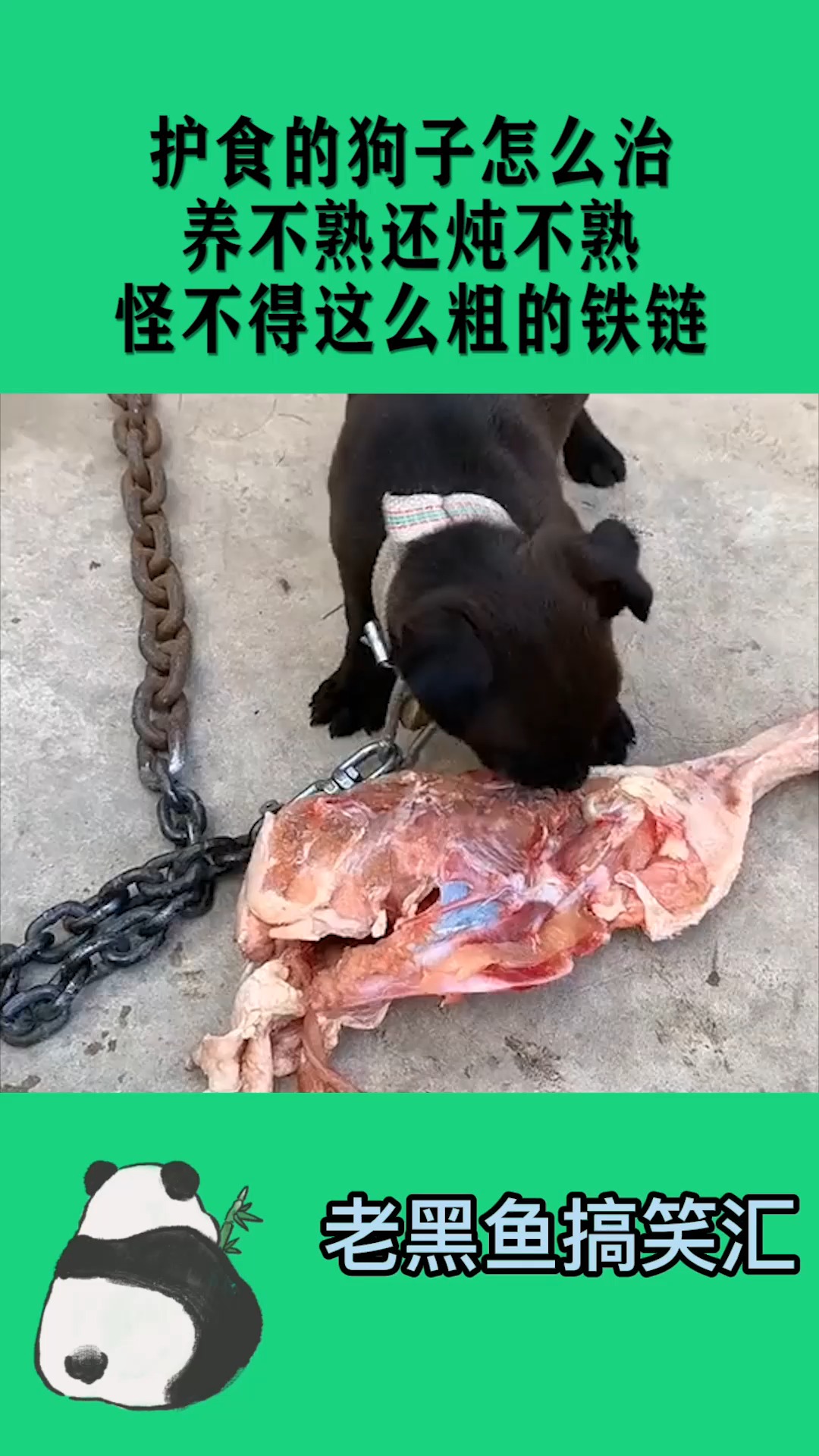 喂不熟的狗图片大全图片