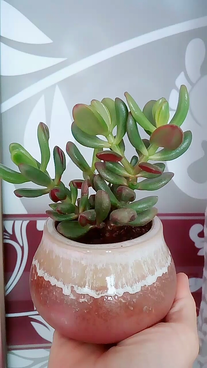 铲叶吸财树渐长也渐徒