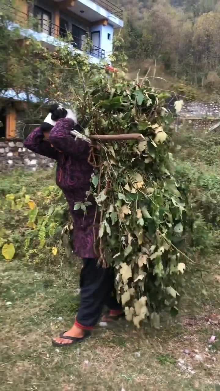 印度農村人每天都會到山上砍柴,連孩子們也不例外!