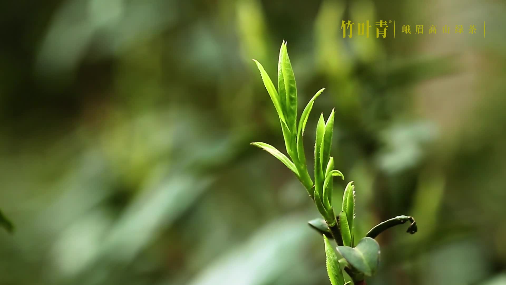 竹叶青茶高山云雾出好茶云雾缭绕微冷湿润